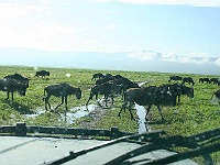 Mud Maps Africa Ngorongoro NP 2120.JPG